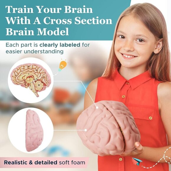Educational Tool for Learning Human Brain Model Anatomical Function Psyc… - Picture 3 of 7